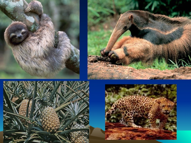 Какие животные встречаются в северной америке. Южная Америка животные и растения. Северная Америка животные и растения. Растительный и животный мир Америки. Животные Северной Америки.