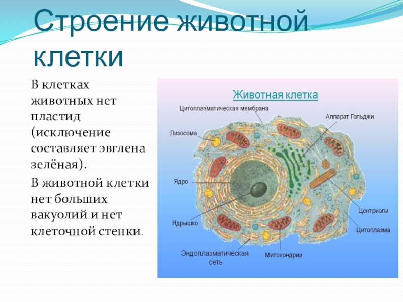 Строение животной клетки 10 класс