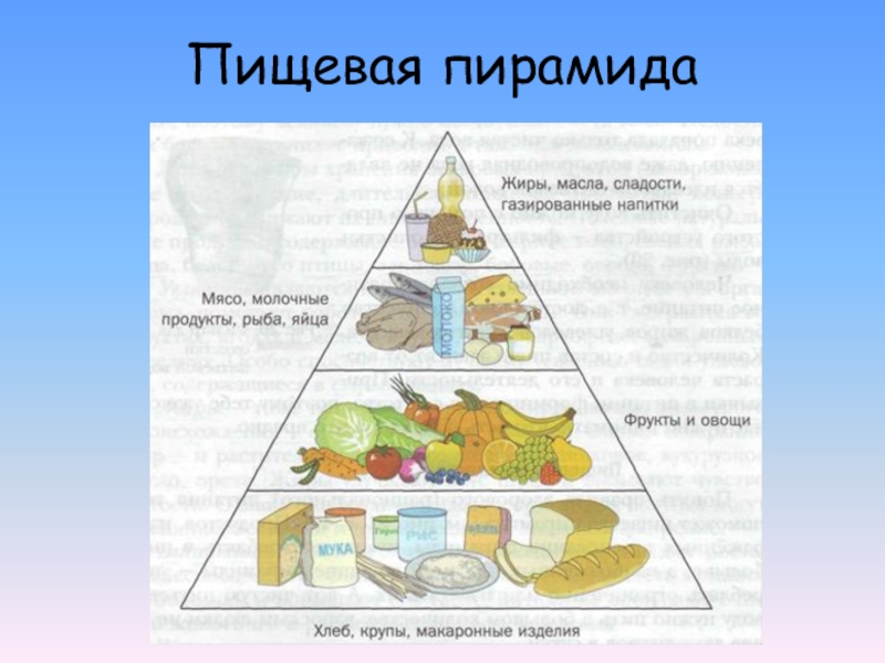 Нарисовать пищевую пирамиду 5 класс технология