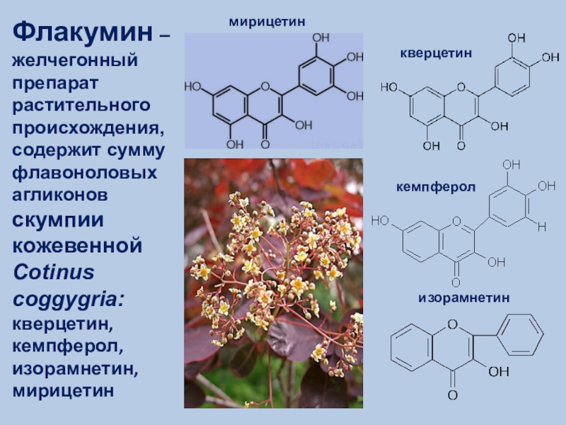 Соединения растительного происхождения. Биологически активные вещества лекарственных растений. Кемпферол препараты. Мирицетин. Желчегонное средство растительного происхождения.