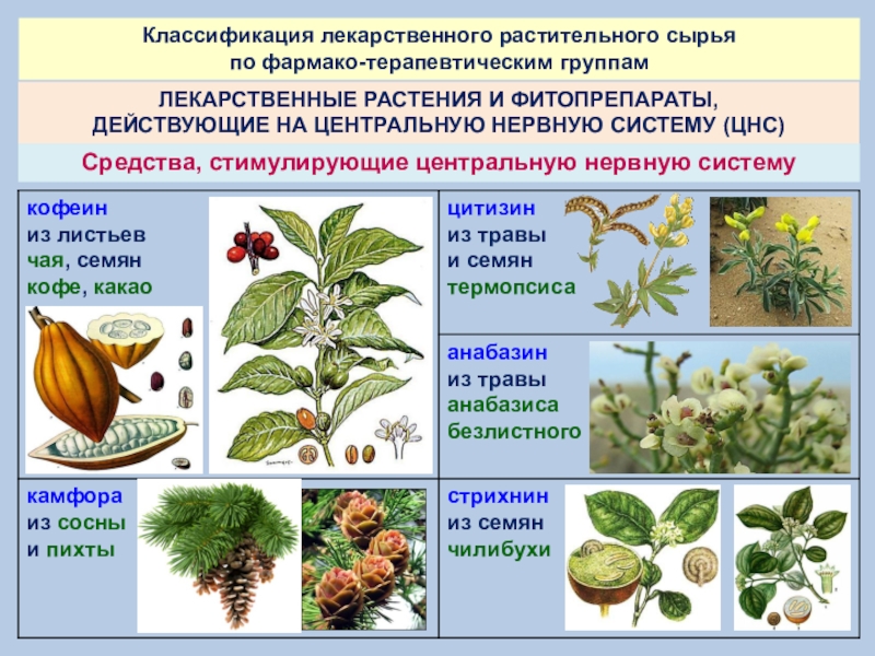Реферат: Действующие вещества лекарственных растений