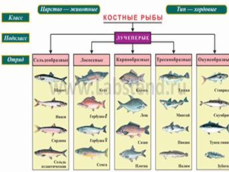 Примеры группы рыбы. Класс костные рыбы отряды. Систематика костных рыб таблица. Классификация костных рыб. Класс костные рыбы классификация.
