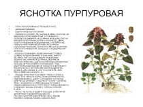Презентация по земледелию на тему Сорняки