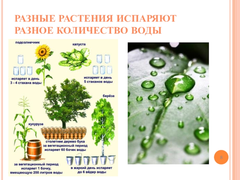 Нужна ли растению вода. Испарение воды различными растениями. Биология испарение воды листьями. Разные растения испаряют Разное количество воды. Растение испаряет.