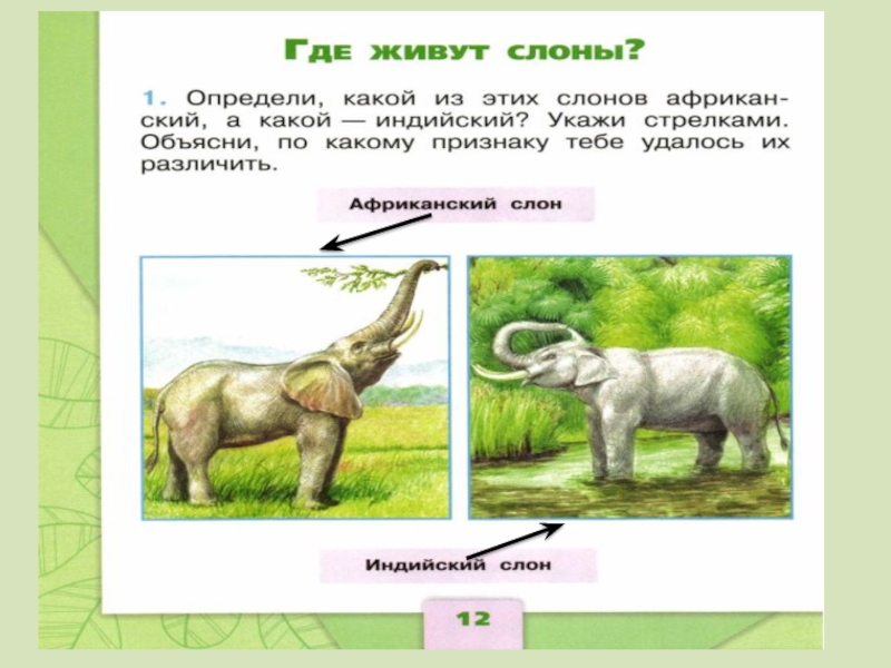 Презентация по окружающему миру 1 класс где живут слоны