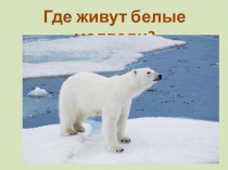 Презентация по окружающему миру где живут слоны