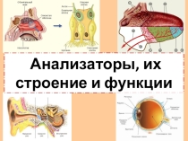 Презентация по биологии на тему Анализаторы
