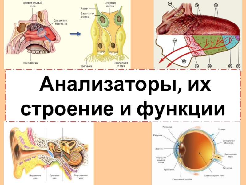 Органы чувств схема 7 класс биология