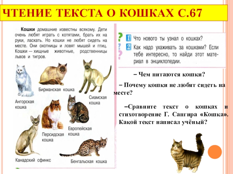 Кошка 1 класс. Стихотворение г.Сапгира кошка. Текст про кошку. Сапгир кошка текст. Текст для чтения кошка.