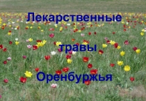 Презентация Лекарственные травы Оренбуржья часть 1