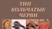 Презентация тип Кольчатые черви