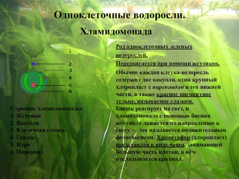 Вывод водорослей. Зелёные водоросли характеристика. Одноклеточные зеленые водоросли. Строение зеленых водорослей кратко. Особенности зеленых водорослей.