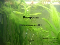 Презентация по биологии на тему Водоросли