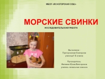 Презентация Исследовательская работаМорские свинки