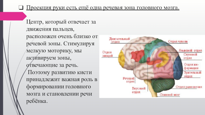 Отделы мозга обоняние. Мелкая моторика зона мозга. Зона мозга отвечающая за мелкую моторику. Речевые зоны мозга. Что в мозге отвечает за движение.