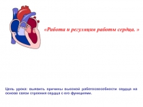 Регуляция работы сердца. Пульс.