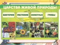 Урок по биологии Царства живой природы. Бактерии