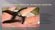Презентация по биологии Лечебные свойства пиявок