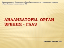 Анализаторы. Орган зрения - глаз.