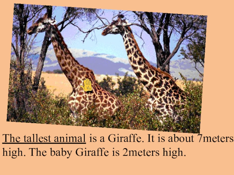 Презентация по теме Животные. Степени сравнения прилагательных The tallest animal is a Giraffe. It is about 7meters high. The tallest animal is a Giraffe. It is about 7meters high. The baby Giraffe is 2meters high.