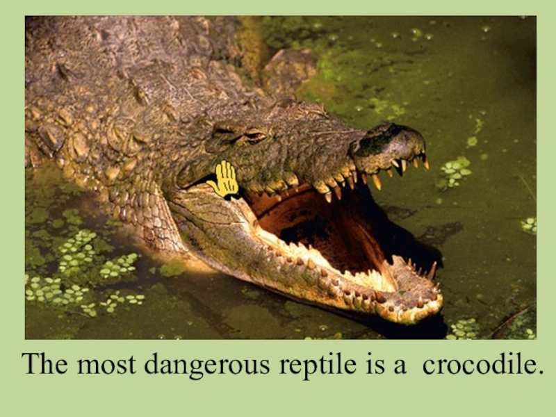 Презентация по теме Животные. Степени сравнения прилагательных The most dangerous reptile is a crocodile. The most dangerous reptile is a crocodile.