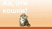 Ах, эти кошки