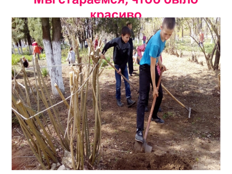 Презентация Акция Первоцвет растения нашего участка. Мы стараемся, чтоб было красиво Мы стараемся, чтоб было красиво