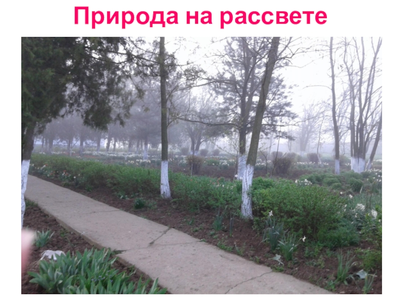 Презентация Акция Первоцвет растения нашего участка. Природа на рассвете Природа на рассвете