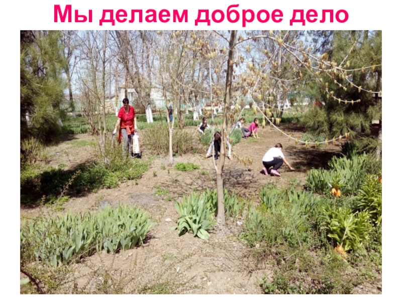 Презентация Акция Первоцвет растения нашего участка. Мы делаем доброе дело Мы делаем доброе дело