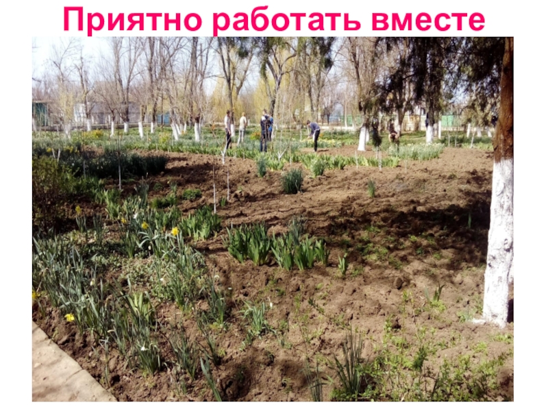 Презентация Акция Первоцвет растения нашего участка. Приятно работать вместе Приятно работать вместе
