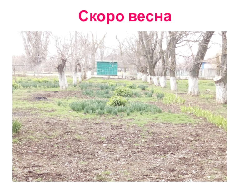 Презентация Акция Первоцвет растения нашего участка. Скоро весна Скоро весна