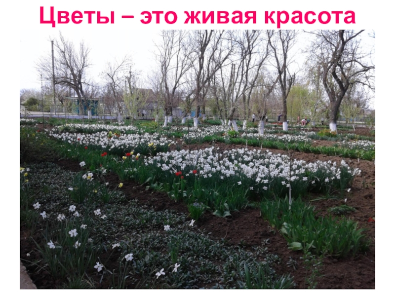 Презентация Акция Первоцвет растения нашего участка. Цветы – это живая красота Цветы – это живая красота