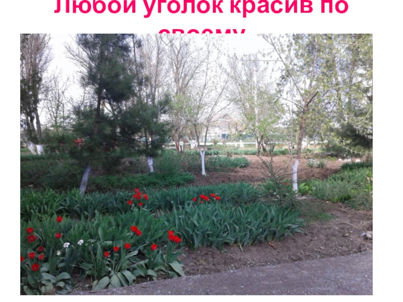 Презентация Акция Первоцвет растения нашего участка. Любой уголок красив по своему Любой уголок красив по своему
