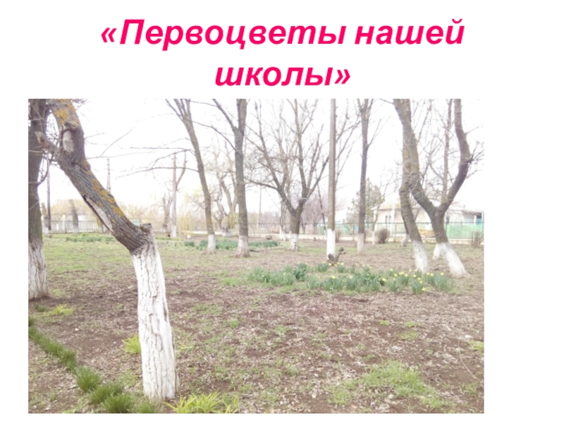 Презентация Акция Первоцвет растения нашего участка. «Первоцветы нашей школы» «Первоцветы нашей школы»
