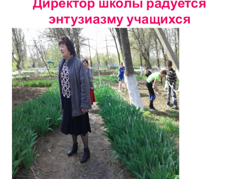 Презентация Акция Первоцвет растения нашего участка. Директор школы радуется энтузиазму учащихся Директор школы радуется энтузиазму учащихся