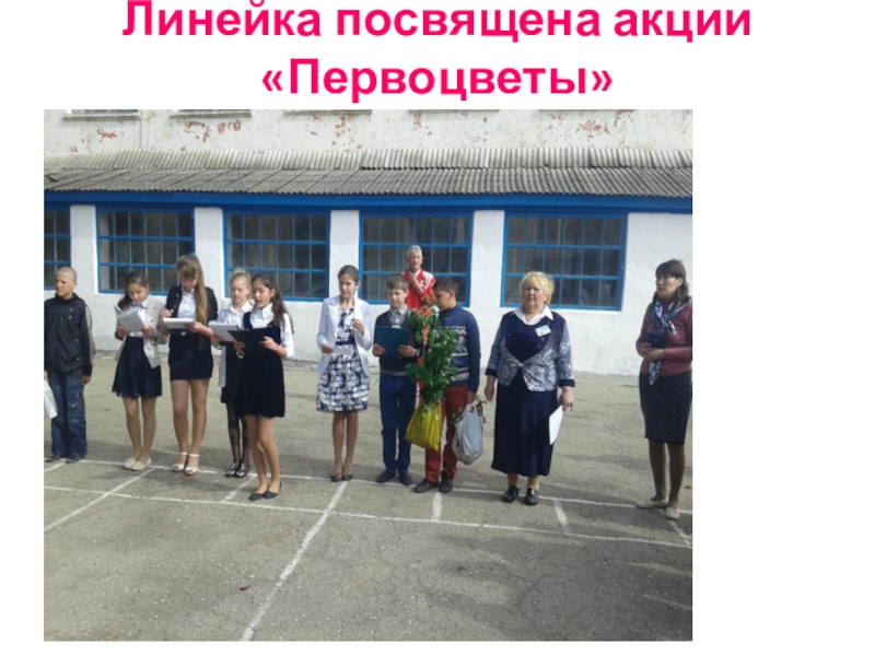 Презентация Акция Первоцвет растения нашего участка. Линейка посвящена акции «Первоцветы» Линейка посвящена акции «Первоцветы»