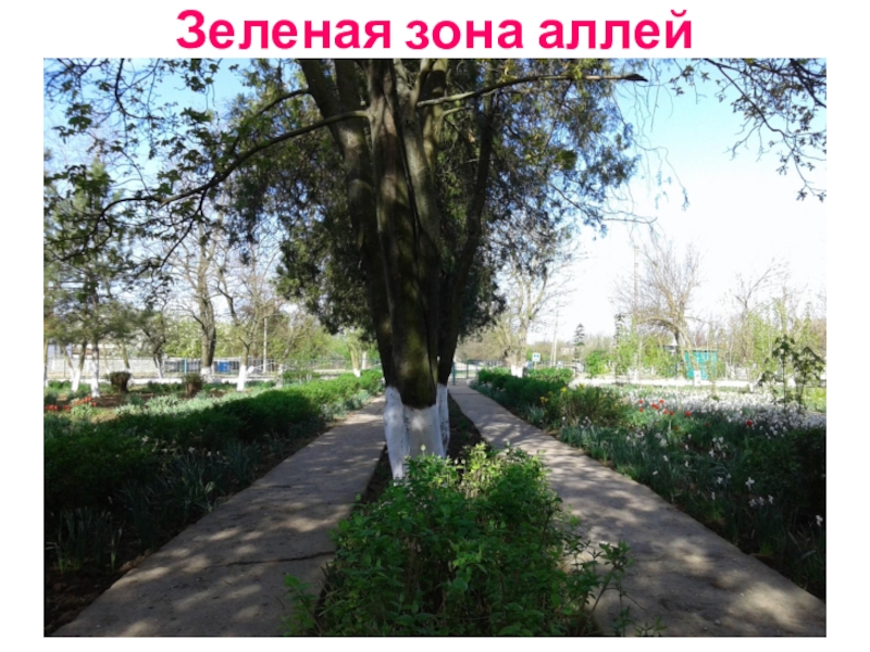 Презентация Акция Первоцвет растения нашего участка. Зеленая зона аллей Зеленая зона аллей