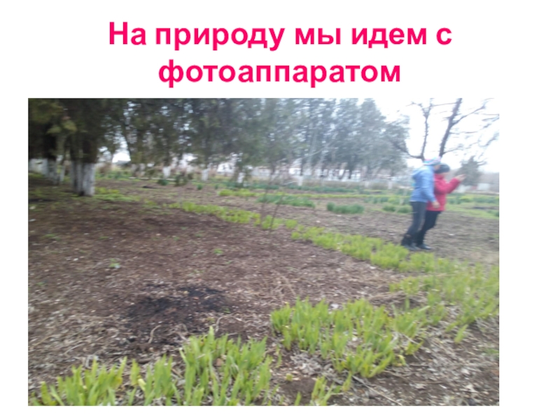Презентация Акция Первоцвет растения нашего участка. На природу мы идем с фотоаппаратом На природу мы идем с фотоаппаратом