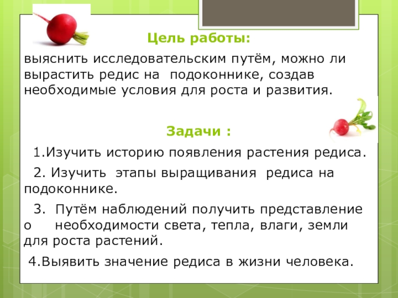 Исследовательская работа на тему: Как растёт редис Цель работы: выяснить исследовательским путём, можно ли вырастить редис на подоконнике, Цель работы: выяснить исследовательским путём, можно ли вырастить редис на подоконнике, создав необходимые условия для роста и