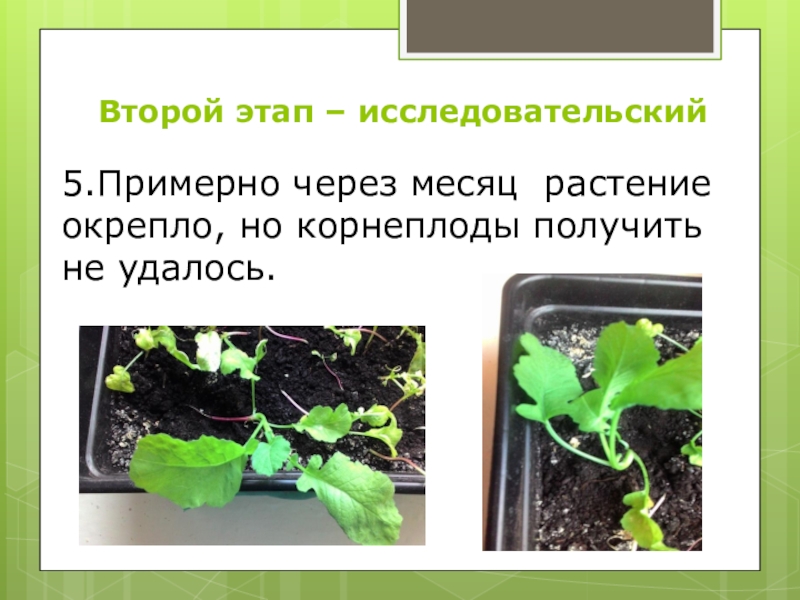 Исследовательская работа на тему: Как растёт редис Второй этап – исследовательский 5.Примерно через месяц растение окрепло, но корнеплоды получить не удалось. Второй этап – исследовательский 5.Примерно через месяц растение окрепло, но корнеплоды получить не удалось.