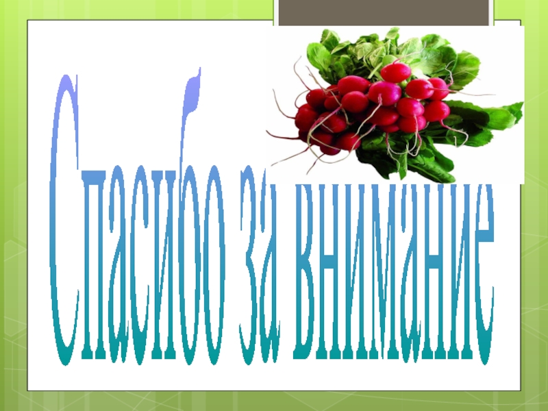 Исследовательская работа на тему: Как растёт редис Спасибо за внимание Спасибо за внимание