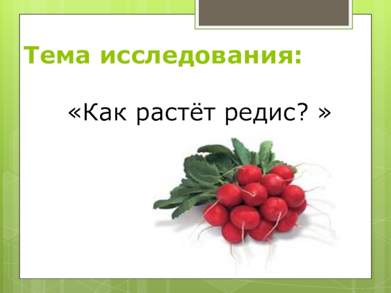 Исследовательская работа на тему: Как растёт редис Тема исследования: «Как растёт редис? » Тема исследования: «Как растёт редис? »