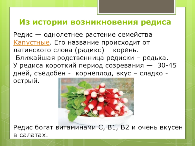 Исследовательская работа на тему: Как растёт редис Редис — однолетнее растение семейства Капустные. Его название происходит от латинского слова Редис — однолетнее растение семейства Капустные. Его название происходит от латинского слова (радикс) – корень. Ближайшая