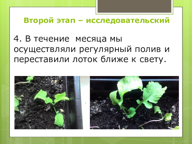 Исследовательская работа на тему: Как растёт редис Второй этап – исследовательский4. В течение месяца мы осуществляли регулярный полив Второй этап – исследовательский4. В течение месяца мы осуществляли регулярный полив и переставили лоток ближе к свету.