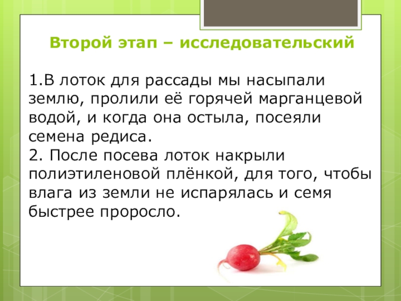 Исследовательская работа на тему: Как растёт редис Второй этап – исследовательский1.В лоток для рассады мы насыпали землю, пролили Второй этап – исследовательский1.В лоток для рассады мы насыпали землю, пролили её горячей марганцевой водой, и когда