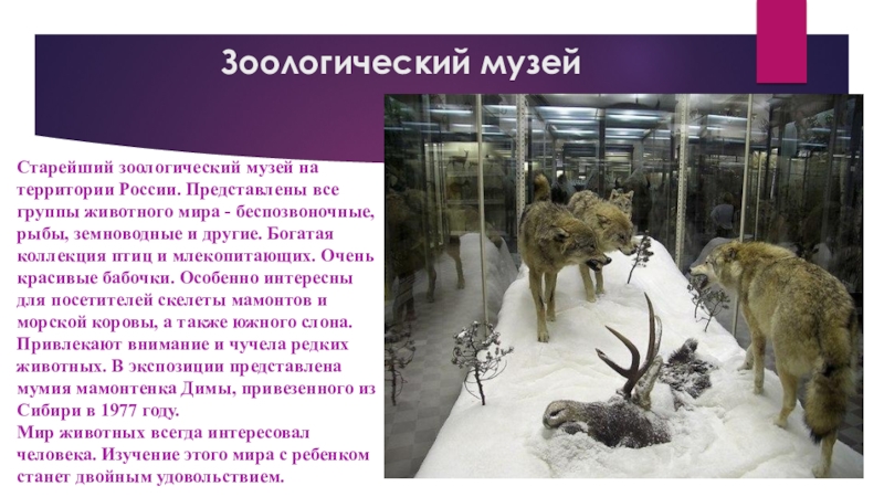 Доклад по теме Зоологический музей
