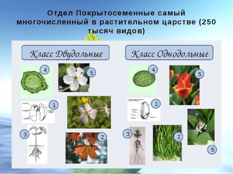 Презентация покрытосеменные цветковые растения 7 класс презентация