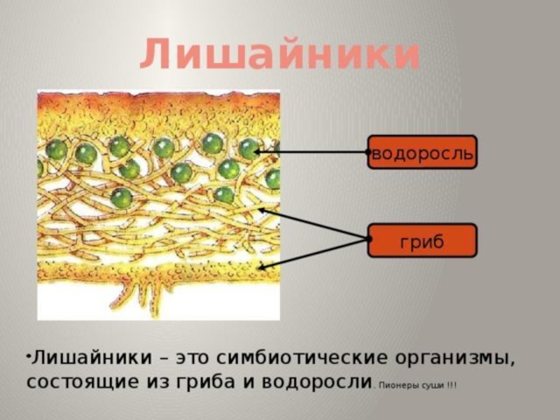 Комплексный организм состоящий из. Строение лишайников, водорослей и грибов. Лишайник это симбиоз. Строение лишайника 5. Модель внутреннего строения лишайника 5 класс.
