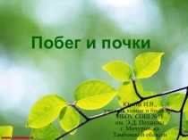 Презентация по биологии Побег и почки