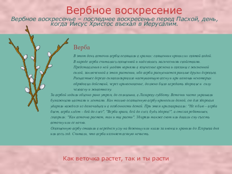 Ставят ли ветки. Верба описание. Описание почки Верба. Описание ветки. Когда ставятся ветки для детей.